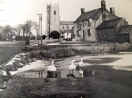 Swans on the Village Pit